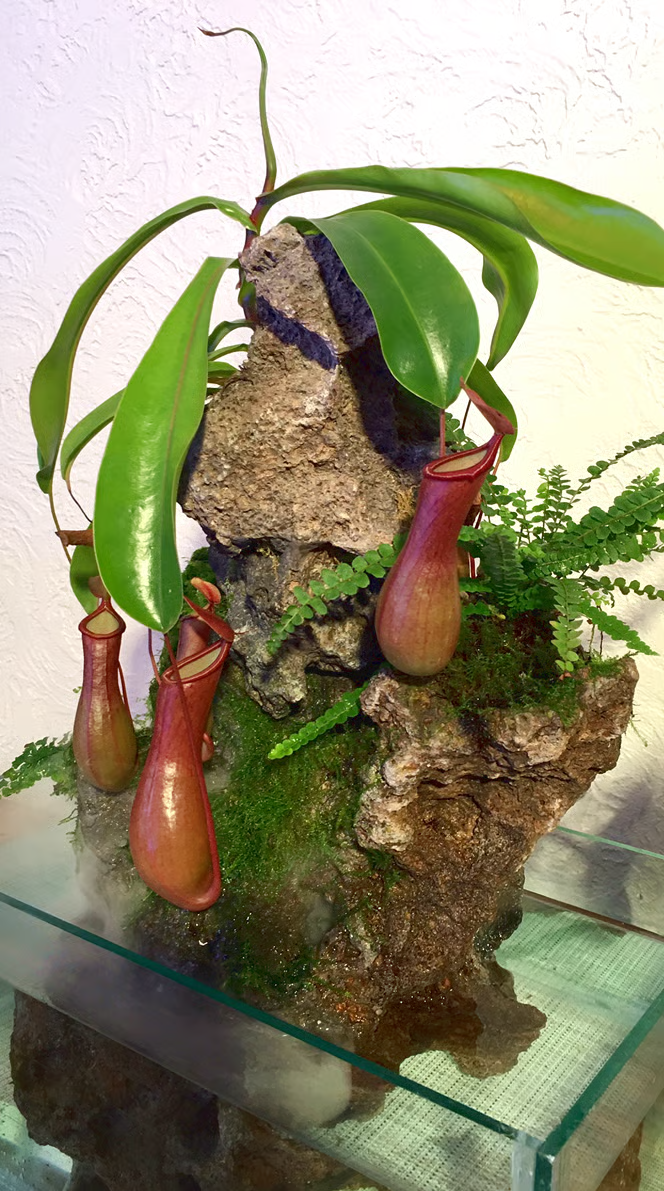 Exotic Water Gardens living waterfall